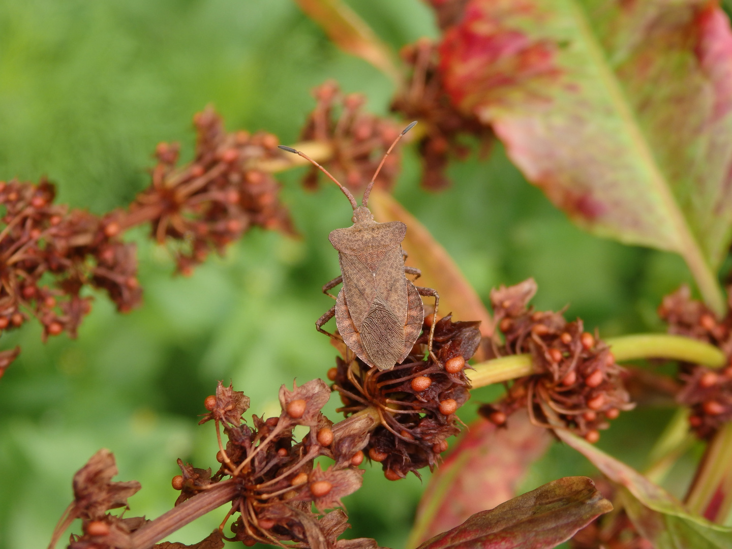 Lederwanze (Coreus marginatus) auf Ampfer - Imago