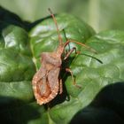 Lederwanze (Coreus marginatus) auf Rhabarber