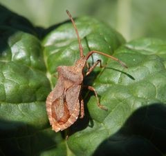 Lederwanze (Coreus marginatus) auf Rhabarber