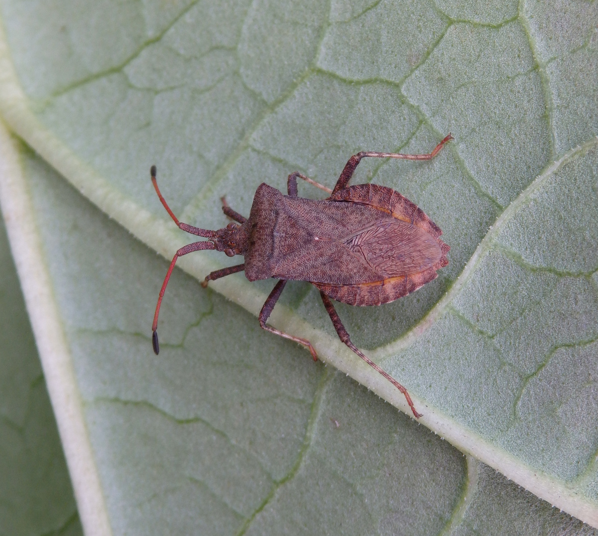 Lederwanze (Coreus marginatus) auf Rhabarber - Imago