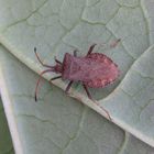 Lederwanze (Coreus marginatus) auf Rhabarber - Imago