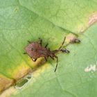 Lederwanze (Coreus marginatus) auf Rhabarber - L5-Nymphe