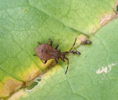 Lederwanze (Coreus marginatus) auf Rhabarber - L5-Nymphe