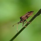 Lederwanze (Coreus marginatus), dock bug