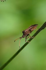 Lederwanze (Coreus marginatus), dock bug