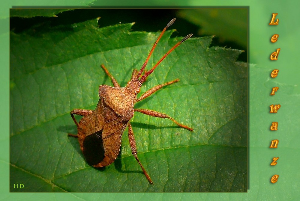 Lederwanze (Coreus marginatus),