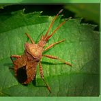 Lederwanze (Coreus marginatus),