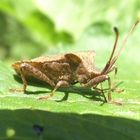 Lederwanze (Coreus marginatus)