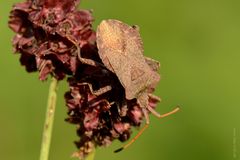 Lederwanze (Coreus marginatus)