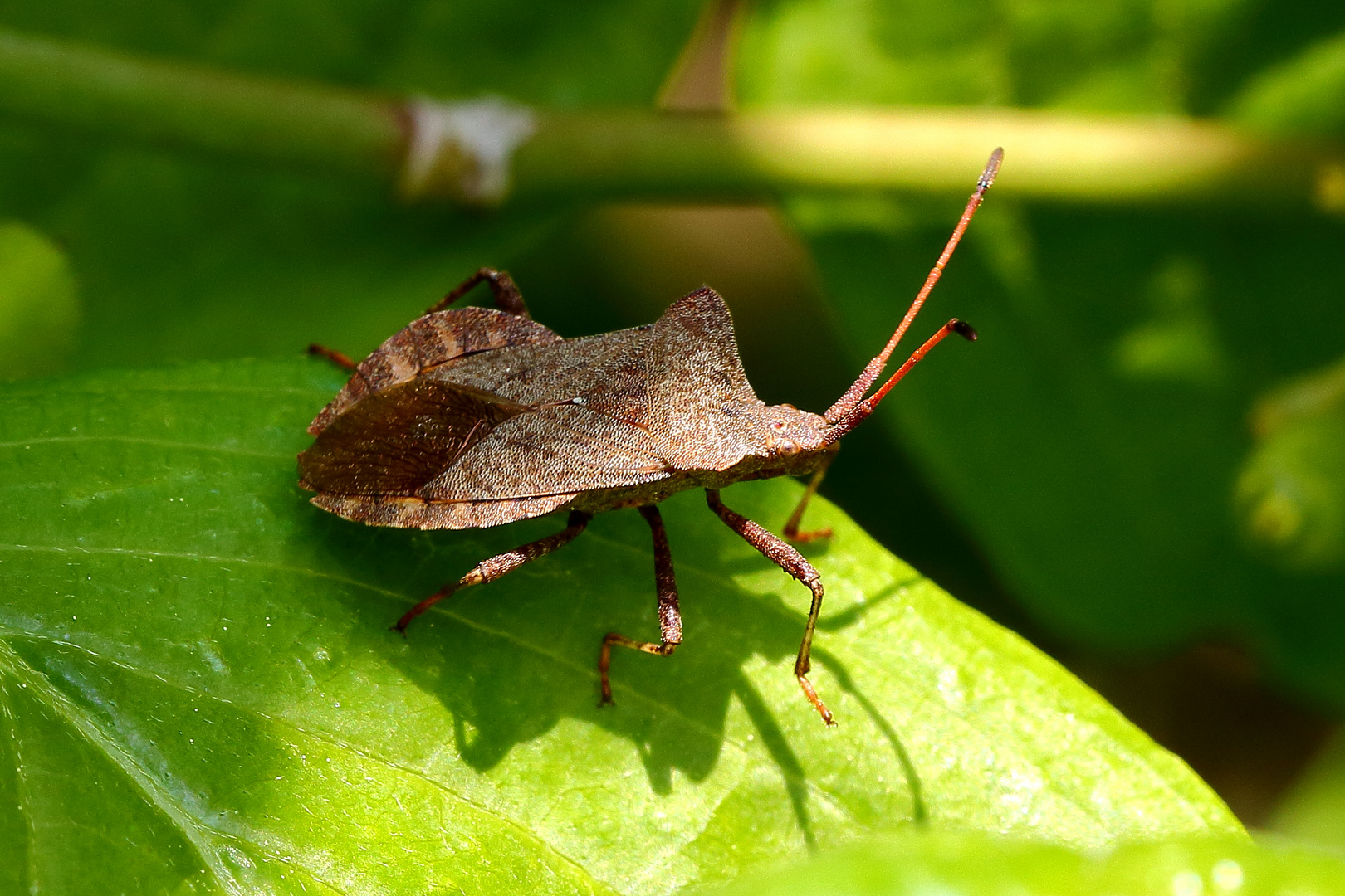 Lederwanze (Coreus marginatus)