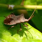 Lederwanze (Coreus marginatus)