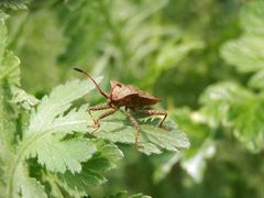 Lederwanze (Coreus marginatus) - Hat sie nicht tolle Beine?