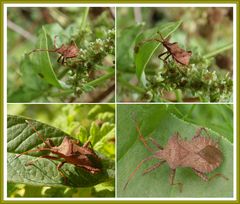 Lederwanze (Coreus marginatus) - Jung und alt