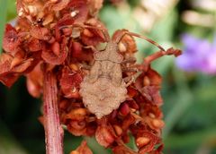 Lederwanze (Coreus marginatus) - L5 Nymphe