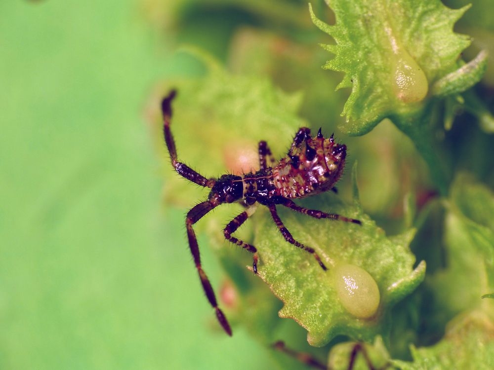 Lederwanze (Coreus marginatus) - noch eine L1-Nymphe