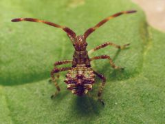 Lederwanze (Coreus marginatus) - noch eine Nymphe