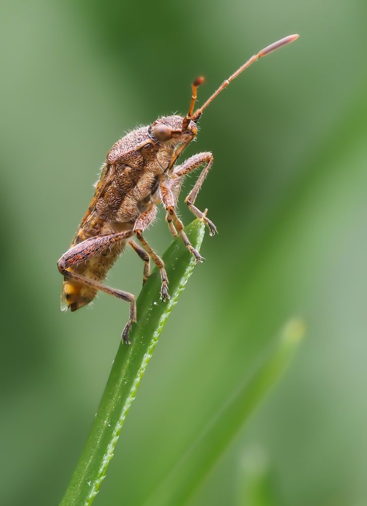 Lederwanze (Coriomeris denticulatus) 