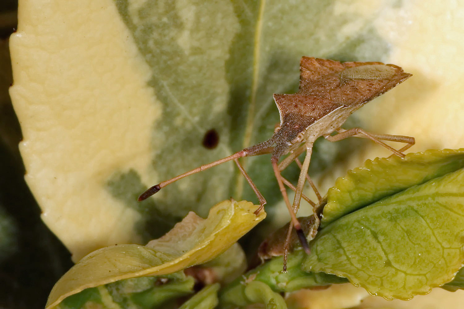 Lederwanze im Garten