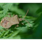 Lederwanze ;Saumwanze, Coreus marginatus.