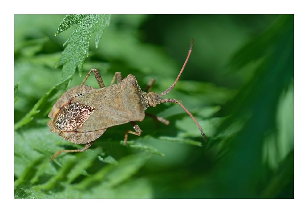 Lederwanze ;Saumwanze, Coreus marginatus.