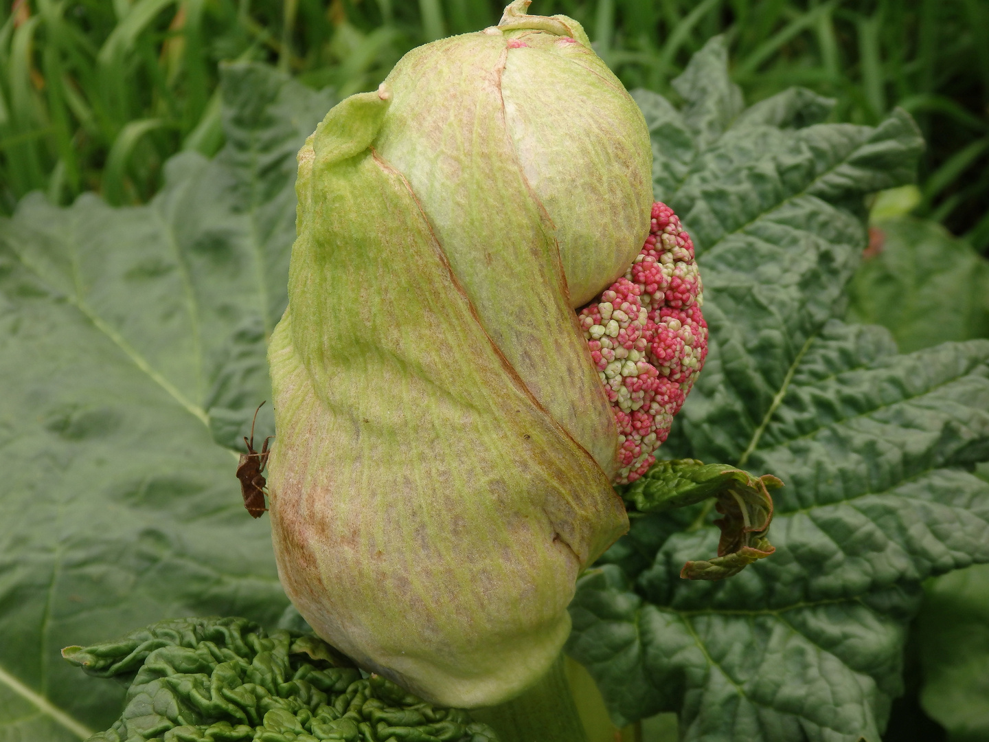 Lederwanzen (Coreus marginatus) auf dem jungen Rhabarber