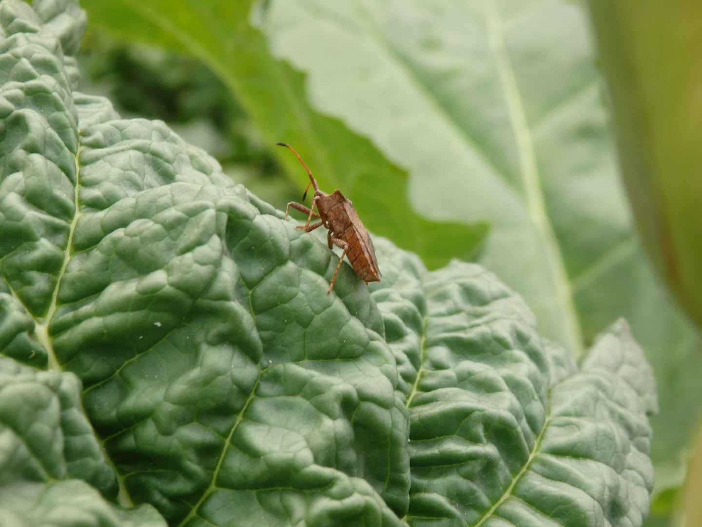 Lederwanzen (Coreus marginatus) auf dem jungen Rhabarber