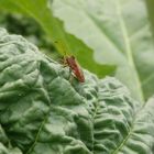 Lederwanzen (Coreus marginatus) auf dem jungen Rhabarber