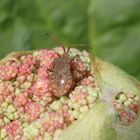 Lederwanzen (Coreus marginatus) auf dem jungen Rhabarber