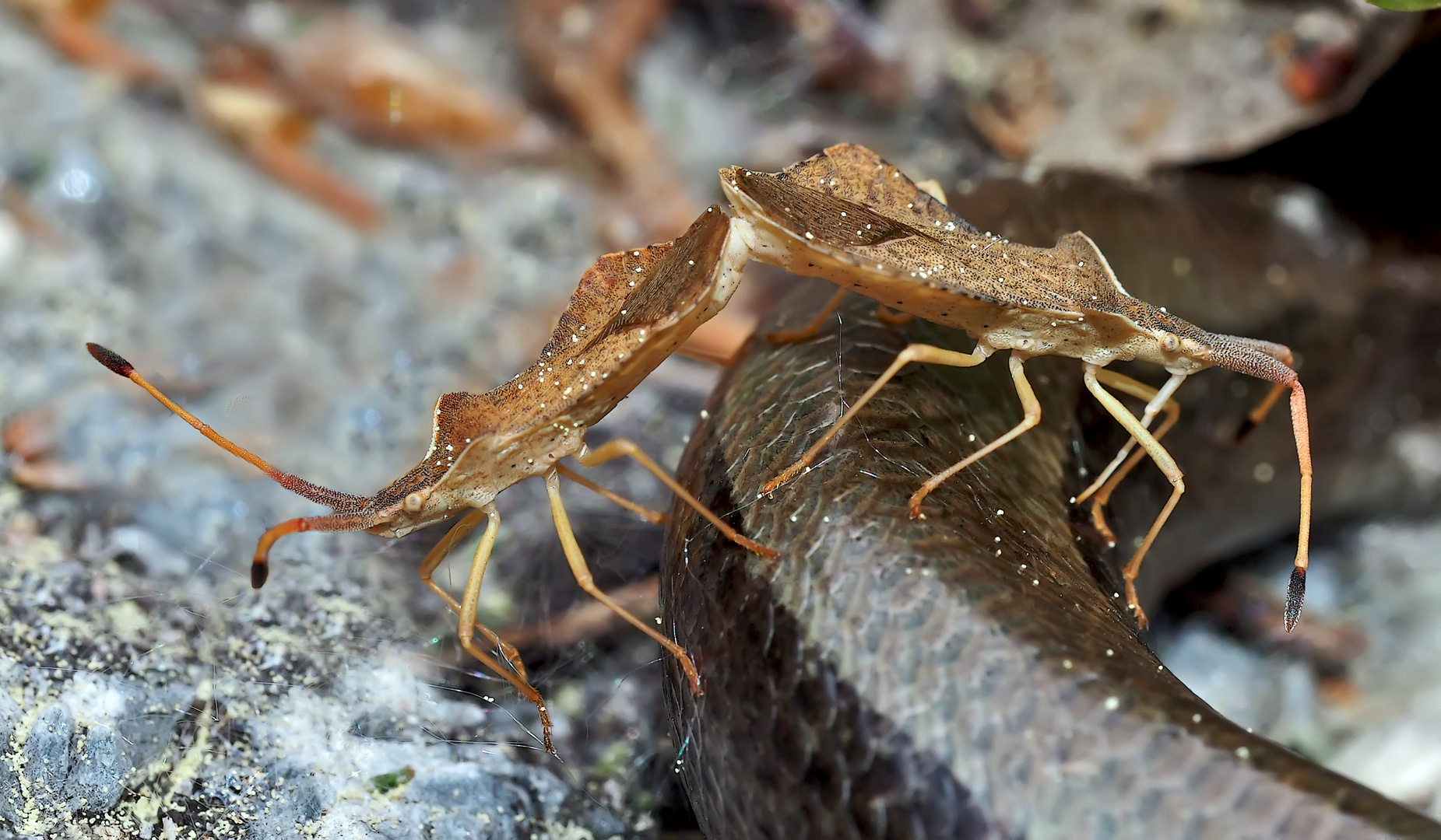 Lederwanzen (Coreus marginatus) auf der Hochzeitsreise... - Le voyage de noces des Corées marginées.