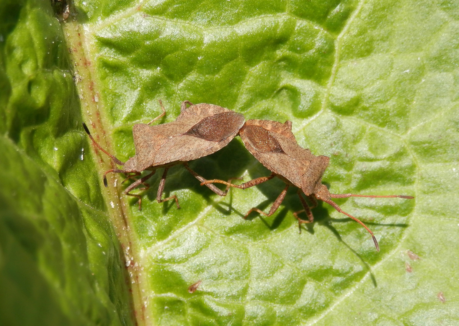 Lederwanzen (Coreus marginatus) bei der Paarung