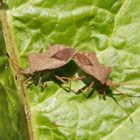 Lederwanzen (Coreus marginatus) bei der Paarung