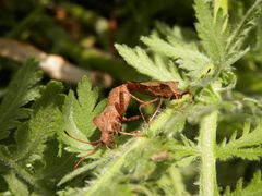 Lederwanzen (Coreus marginatus) bei der Paarung