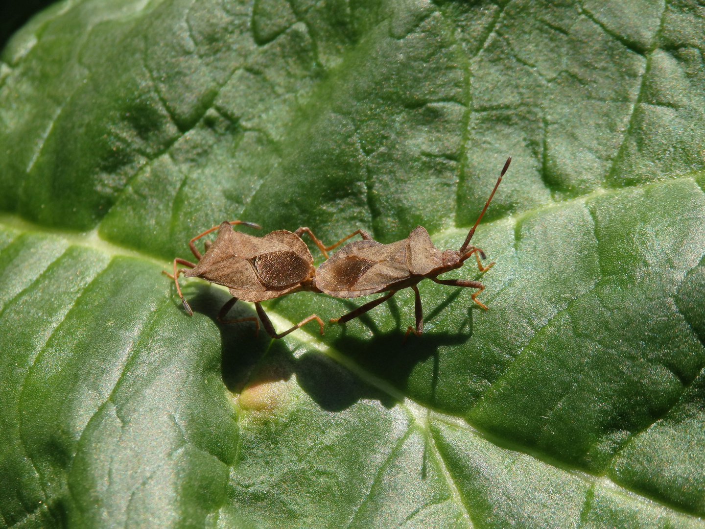 Lederwanzen (Coreus marginatus) bei der Paarung