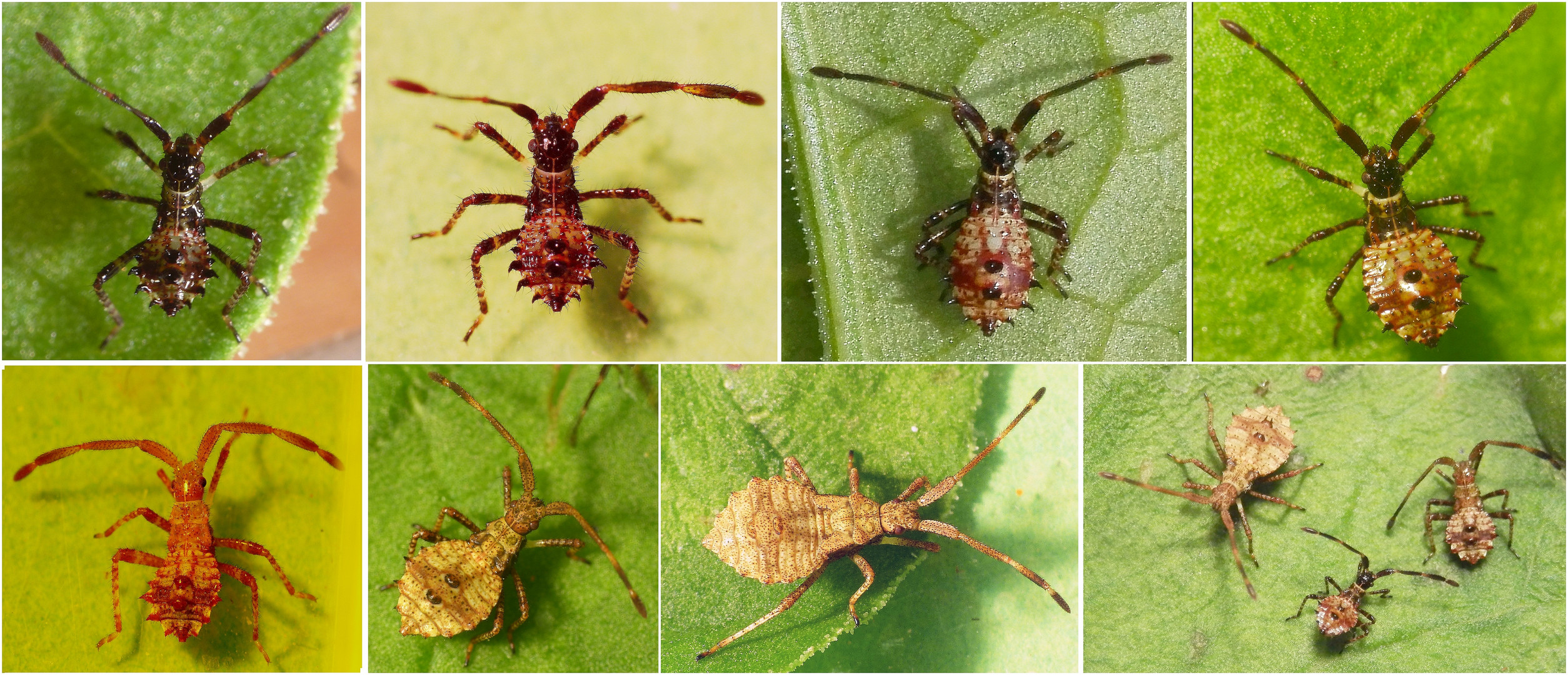 Lederwanzen (Coreus marginatus) - Collage verschiedener Larvenstadien