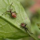 Lederwanzen (Coreus marginatus) - L1 Nymphen