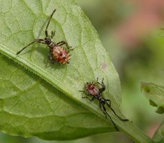 Lederwanzen (Coreus marginatus) - L1 Nymphen