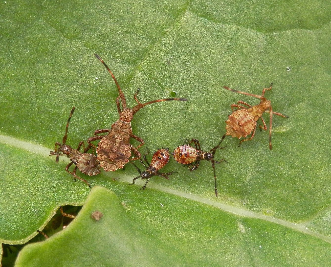 Lederwanzen (Coreus marginatus) - Nymphentreffen auf Rhabarber