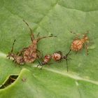 Lederwanzen (Coreus marginatus) - Nymphentreffen auf Rhabarber