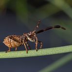 Lederwanzen-Nymphe ... am slacken