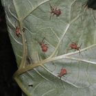 Lederwanzen-Nymphen (Coreus marginatus) auf Rhabarber