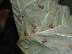 Lederwanzen-Nymphen (Coreus marginatus) auf Rhabarber