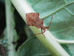 Lederwanzen-Nymphen (Coreus marginatus) auf Rhabarber