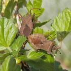 Lederwanzen-Paarung (Coreus marginatus) .... 