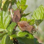 Lederwanzen-Paarung (Coreus marginatus) .... 