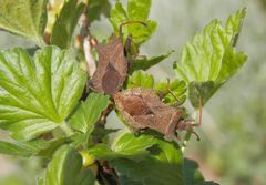 Lederwanzen-Paarung (Coreus marginatus) .... 