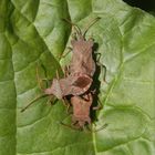 Lederwanzendreier (Coreus marginatus) - Einer stört gewaltig !