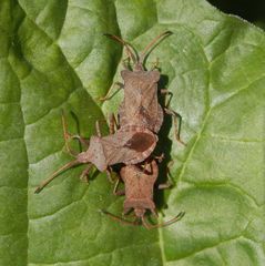 Lederwanzendreier (Coreus marginatus) - Einer stört gewaltig !