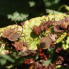 Lederwanzengewusel (Coreus marginatus) auf einem Ampferblatt