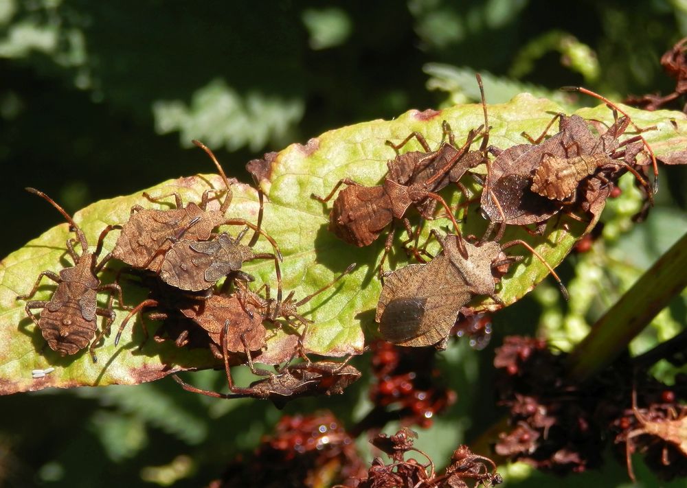 Lederwanzengewusel (Coreus marginatus) auf einem Ampferblatt