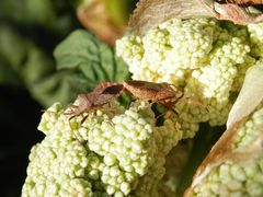 Lederwanzenpaarung (Coreus marginatus) auf Rhabarber